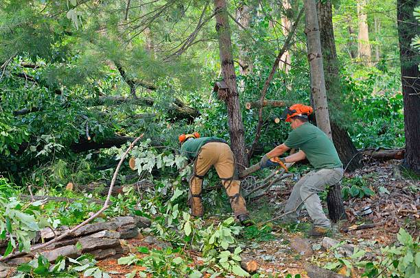 How Our Tree Care Process Works  in  Naples, UT